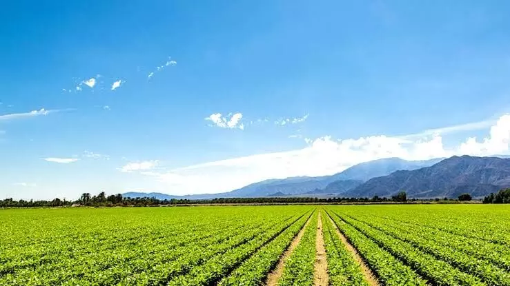 Cropster Agro Ltd Independent Director Aashish Maury Steps Down
